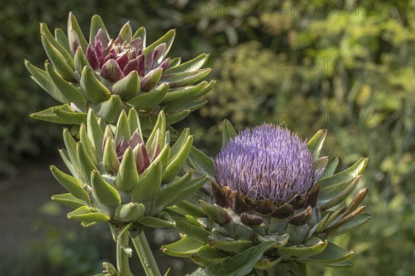Artichoke (Cynara scolymus, Cynara cardunculus), inflorescence, vegetable garden, Münsterland, North Rhine-Westphalia, Germany