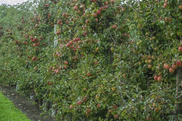 Apple trees (Malus domestica) with fruits, apple tree plantation, Münsterland, North Rhine-Westphalia, Germany