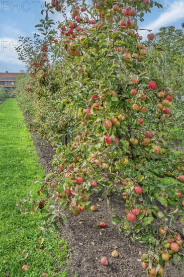 Apple trees (Malus domestica) with fruits, Münsterland, North Rhine-Westphalia, Germany