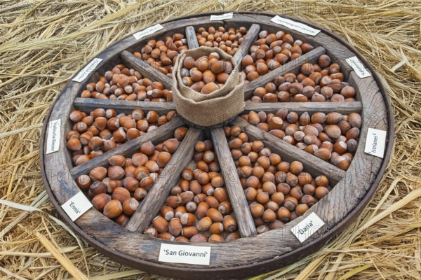 Different types of hazelnuts in an old wagon wheel, Münsterland, North Rhine-Westphalia, Germany