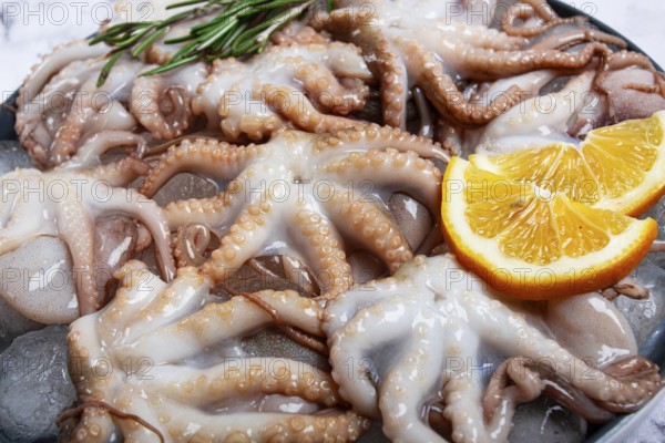 Fresh baby octopuses on ice, garnished with lemon and rosemary, on a marble table, no people