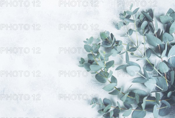 Eucalyptus branch, on a pale green background, top view, wallpaper, photo background, no people