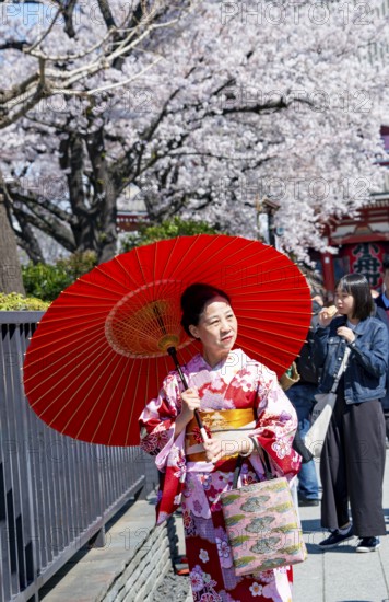 Elderly Japanese woman with kimono and red umbrella, cherry blossom, Asakusa shrine or Senso-ji temple, Buddhist temple complex, Asakusa, Tokyo, Japan