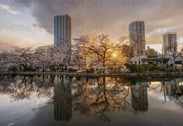 Skyscrapers reflected in lake at sunset, Shinobazu pond, lakeside cherry blossoms in spring, Hanami Festival, Ueno Park, Taito City, Tokyo, Japan