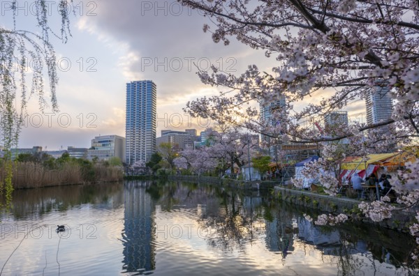 Skyscrapers reflected in lake at sunset, Shinobazu pond, cherry blossoms in spring, Hanami Festival, Ueno Park, Taito City, Tokyo, Japan