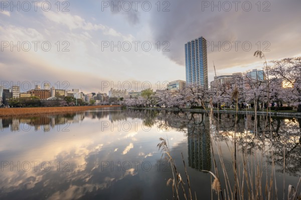 Skyscrapers reflected in the lake at sunset, Shinobazu Pond, cherry blossoms in spring, Hanami Festival, Ueno Park, Taito City, Tokyo, Japan