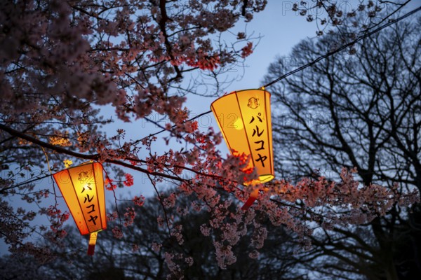 Blooming cherry trees and illuminated lanterns with Japanese writing in the evening, Hanami festival in spring, Ueno Park, Tokyo, Japan