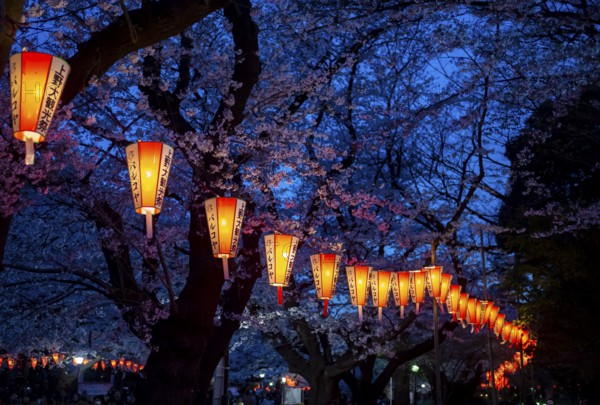 Blooming cherry trees and illuminated lanterns with Japanese lettering in the evening, blue hour, Hanami festival in spring, Ueno Park, Tokyo, Japan