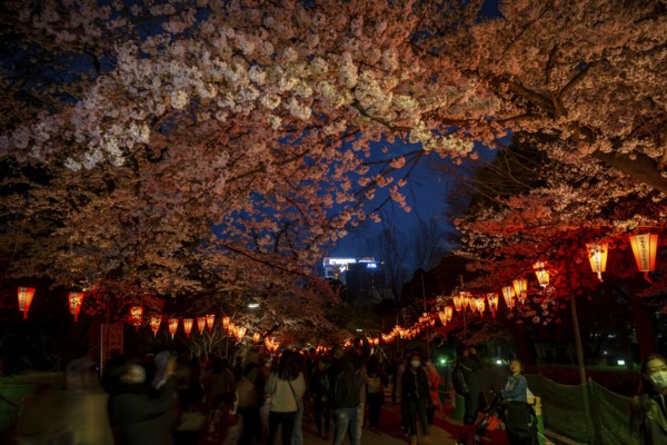People walking through the park, blooming cherry trees and illuminated lanterns with Japanese lettering in the evening, blue hour, Hanami festival in spring, long exposure, Ueno Park, Tokyo, Japan