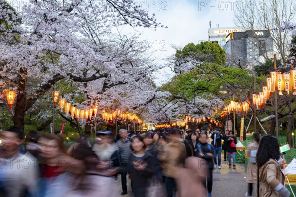 People walking through the park, blooming cherry trees and illuminated lanterns with Japanese lettering in the evening, Hanami festival in spring, long exposure, Ueno Park, Tokyo, Japan