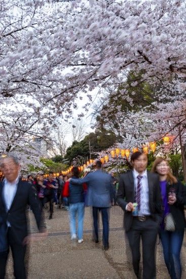 People walking through the park, blooming cherry trees and illuminated lanterns with Japanese lettering in the evening, Hanami festival in spring, long exposure, Ueno Park, Tokyo, Japan