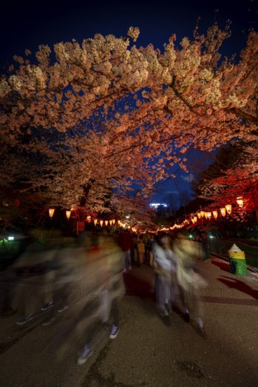 People walking through the park, blooming cherry trees and illuminated lanterns with Japanese lettering in the evening, blue hour, Hanami festival in spring, long exposure, Ueno Park, Tokyo, Japan