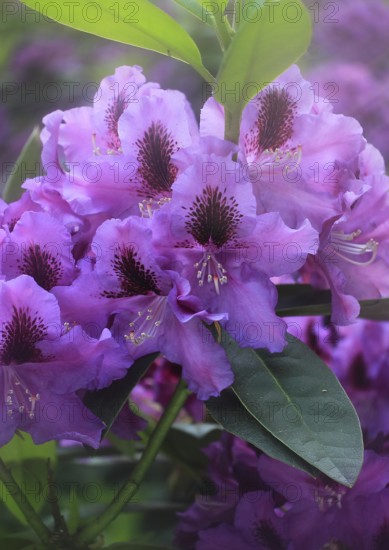 Rhododendron flowers (Rhododendron) with alienation North Rhine-Westphalia, Germany