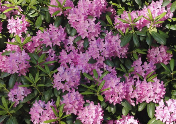 Rhododendron flowers (Rhododendron), North Rhine-Westphalia, Germany