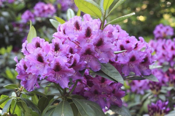 Rhododendron flowers (Rhododendron), with beautiful bokeh, North Rhine-Westphalia, Germany