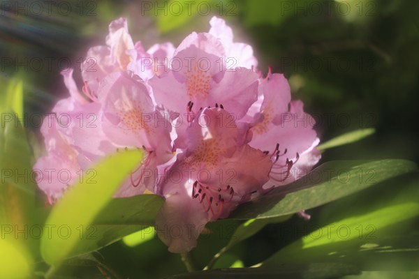 Rhododendron flowers (Rhododendron) with alienation North Rhine-Westphalia, Germany