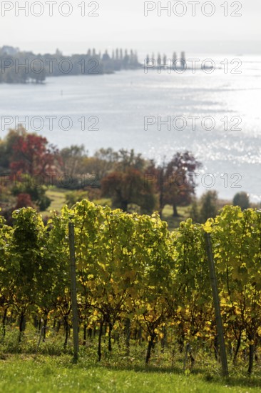 Vineyards in autumn, Uhldingen-Mühlhofen am Lake Constance, Baden-Württemberg, Germany