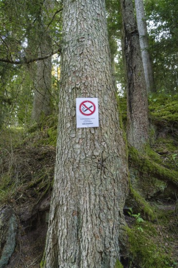 A tree in the forest with a prohibition sign showing a special rule for the protection of nature, Burgruine Mandelberg, Pfalzgrafenweiler, Freudenstadt district, Germany