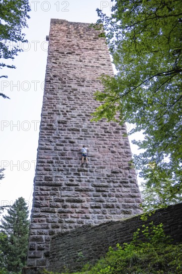 A climber climbs a tall stone tower surrounded by trees in a bold challenge, Mandelberg Castle Ruins, Pfalzgrafenweiler, Freudenstadt District, Germany
