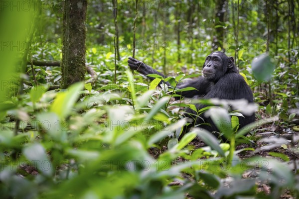 Chimpanzee (Pan Troglodytes) among green leaves, adult male among leaves in the jungle, Kibale National Park, Uganda