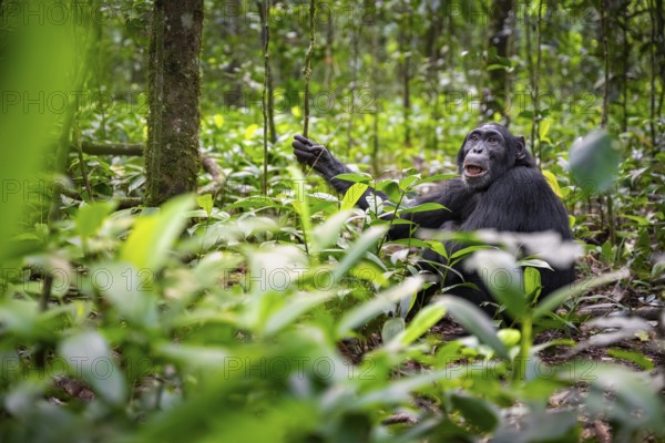 Chimpanzee (Pan Troglodytes), adult male among leaves in the jungle, Kibale National Park, Uganda