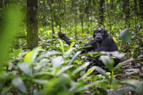 Chimpanzee (Pan Troglodytes) pulls snout, sad, adult male between leaves in the jungle, Kibale National Park, Uganda