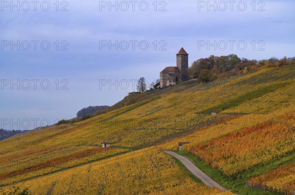 Trail through vineyards, Weinbergstraße, Lichtenberg Castle, Oberstenfeld, Bottwartal, Löwensteiner Mountains, vineyard, vines, viticulture, graphic, autumn colors, autumn, Baden-Württemberg, Germany