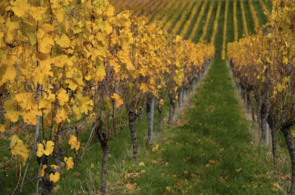 Vineyard, vines, grapevines, viticulture, graphic, Oberstenfeld, Bottwartal, Löwensteiner Mountains, autumn colors, autumn, Baden-Württemberg, Germany