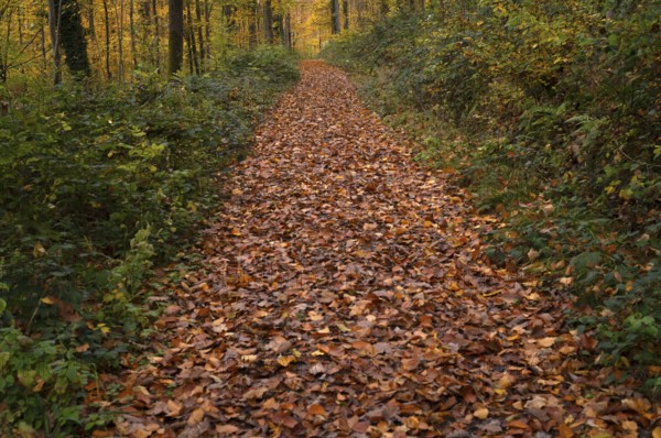 Autumn leaves on forest trail, Oberstenfeld, Bottwartal, Löwensteiner Mountains, autumn colors, autumn, atmospheric, Baden-Württemberg, Germany