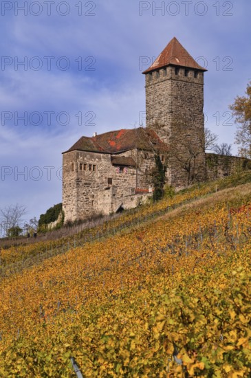 Keep, tower, Lichtenberg Castle, Oberstenfeld, Bottwartal, Löwensteiner Mountains, vineyard, vines, vines, viticulture, autumn colors, autumn, Baden-Württemberg, Germany
