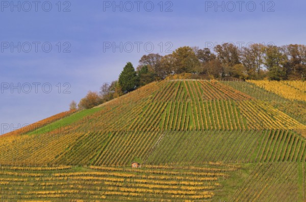 Vineyard, vines, vines, viticulture, autumn colors, autumn, autumn, graphic, Beilstein, Bottwartal, Löwensteiner Mountains, Baden-Württemberg, Germany