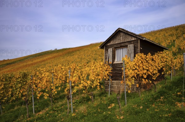 Vineyard house in the vineyard, vines, viticulture, Oberstenfeld, Bottwartal, Löwensteiner Mountains, autumn colors, autumn, Baden-Württemberg, Germany