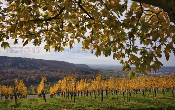 Vineyard, vines, grapevines, viticulture, Oberstenfeld, Bottwartal, Löwensteiner Mountains, autumn colors, autumn, Baden-Württemberg, Germany