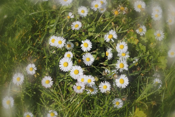 Daisy (Bellis perennis) seen from above in a meadow with alienation, North Rhine-Westphalia, Germany