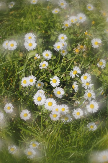 Daisy (Bellis perennis) seen from above in a meadow with alienation, North Rhine-Westphalia, Germany
