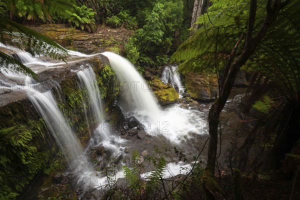 Liffey Falls with heavy water flow, ferns and moss-covered rocks in Liffey Falls State Reserve, Tasmania