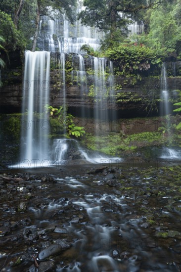 Russell Falls. Australia's most beautiful waterfall in the green Tasmanian forest, between ferns and eucalyptus in Mount Field National Park