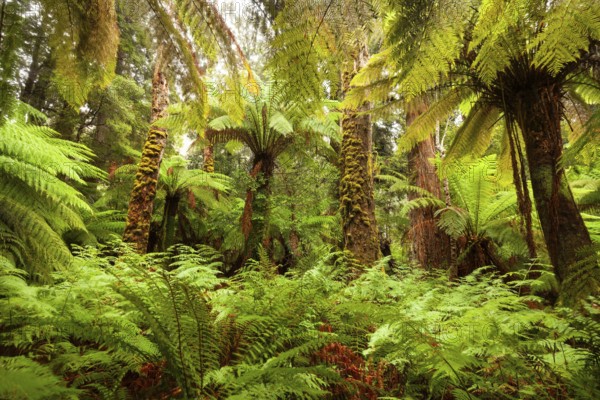 Typical rainforest with huge ferns, ancient trees and thick greenery along the Liffey Falls track in Tasmania