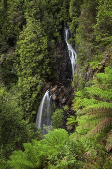 Philosopher Falls in the deep green forest with myrtle trees and ferns in Tasmania