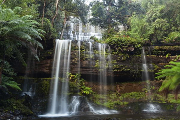 Russell Falls. Australia's most beautiful waterfall in the green Tasmanian forest, between ferns and eucalyptus in Mount Field National Park