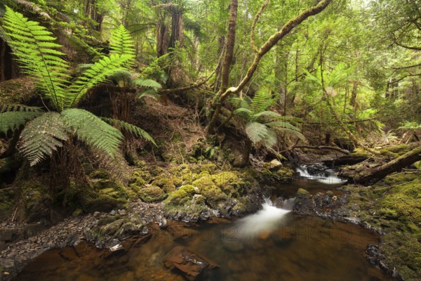 Arthur River at Philosopher Falls in the deep green forest with myrtle trees and ferns in Tasmania