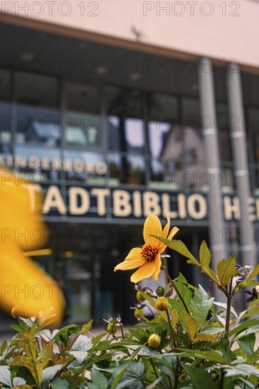 Yellow flower in front of a modern glass façade of the city library in autumn, Nagold, Black Forest, Germany