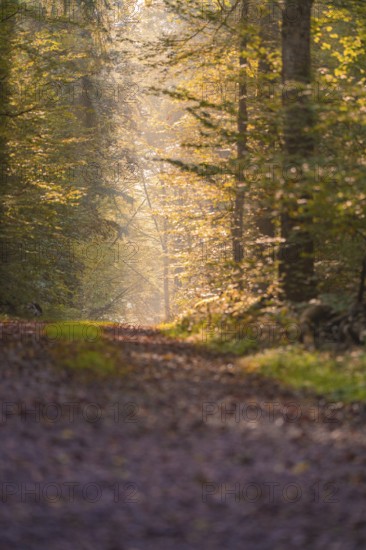 A quiet forest trail with golden light rays shining through the autumn trees, Nagold, Black Forest, Germany