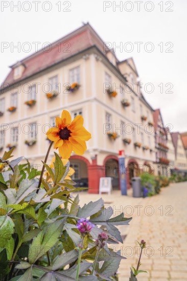 A magnificent flower in front of a historic building in a picturesque old town, Nagold, Black Forest, Germany