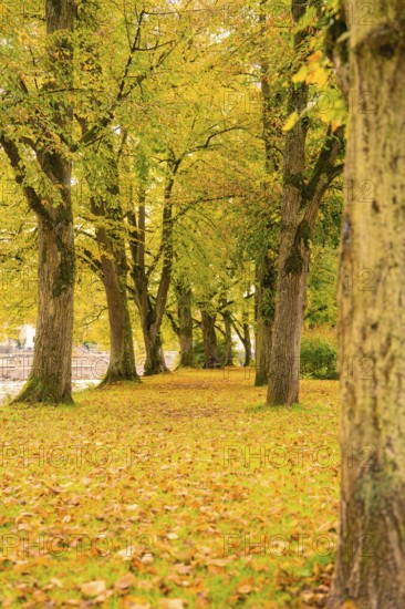 Autumn tree avenue with colorful leaves on the ground, Nagold, Black Forest, Germany