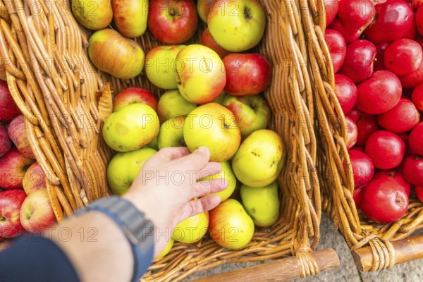 Hand grabs green and red apples in a basket at a market, Streuobstmarkt, Sindelfingen, Böblingen district, Germany