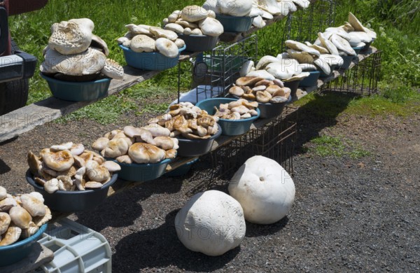 Various mushrooms in bowls on an open-air stall, two giant boviste (Calvatia gigantea) below, mushrooms for sale on the side of the road near Gorayk, Syunik Province, Syunik, Armenia