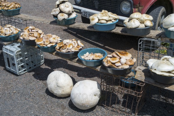 Mushrooms in various bowls at a street market in front of a parked car, mushrooms for sale on the side of the road near Gorayk, Syunik province, Armenia