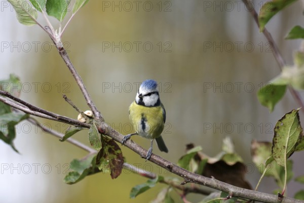 Blue tit (Cyanistes caeruleus), autumn, branch, apple tree, cute, colorful, bird feeding, The blue tit has discovered nuts in the tree