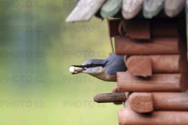 Nuthatch (Sitta europaea), birdhouse, birdseed, close-up, beak, autumn, Germany, The nuthatch fetched nuts from the birdhouse